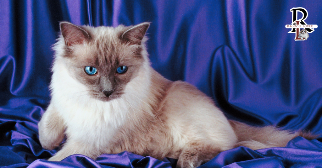 Bicolor Ragdoll Cat