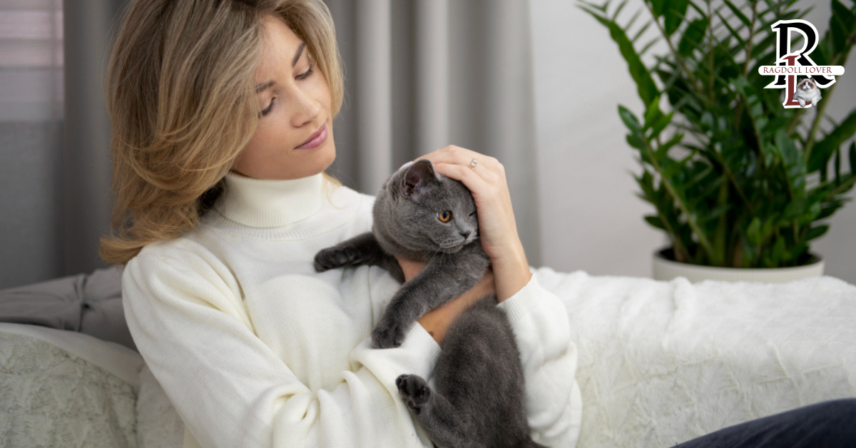 Black Ragdoll Cats in Family Settings.