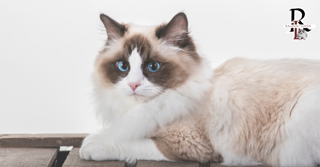 Blue Mitted Ragdoll Cat