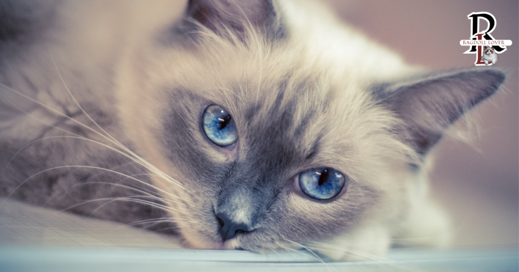 Blue Point Ragdoll Cat