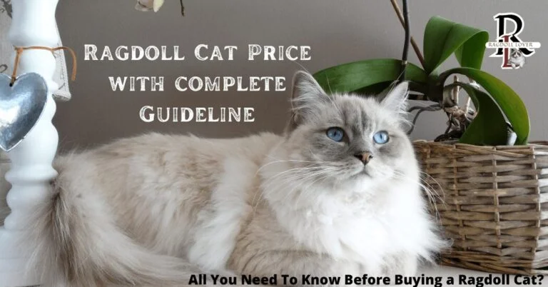 Ragdoll Cat Price complete Cost Guideline