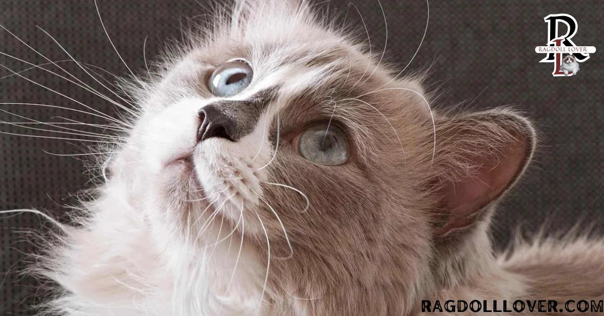 Ragdoll Cat