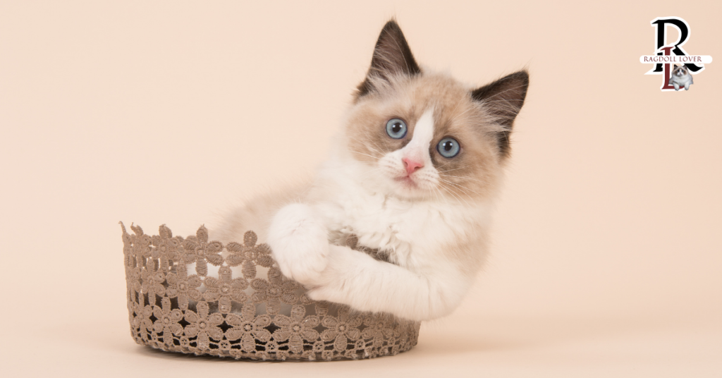 Ragdoll Kitten