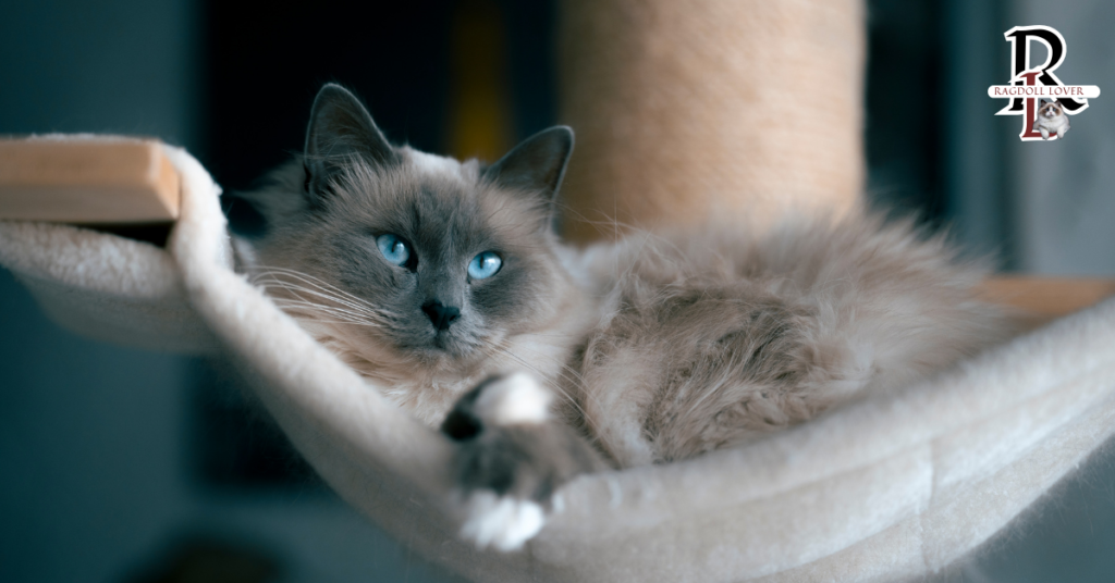 Seal Lynx Ragdoll Cat