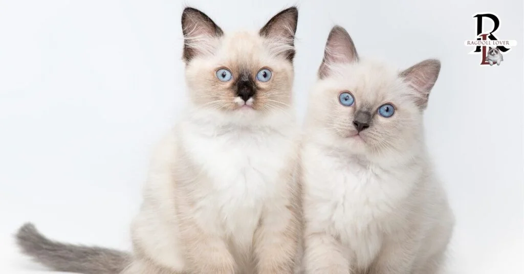 Tortie Ragdoll Cat