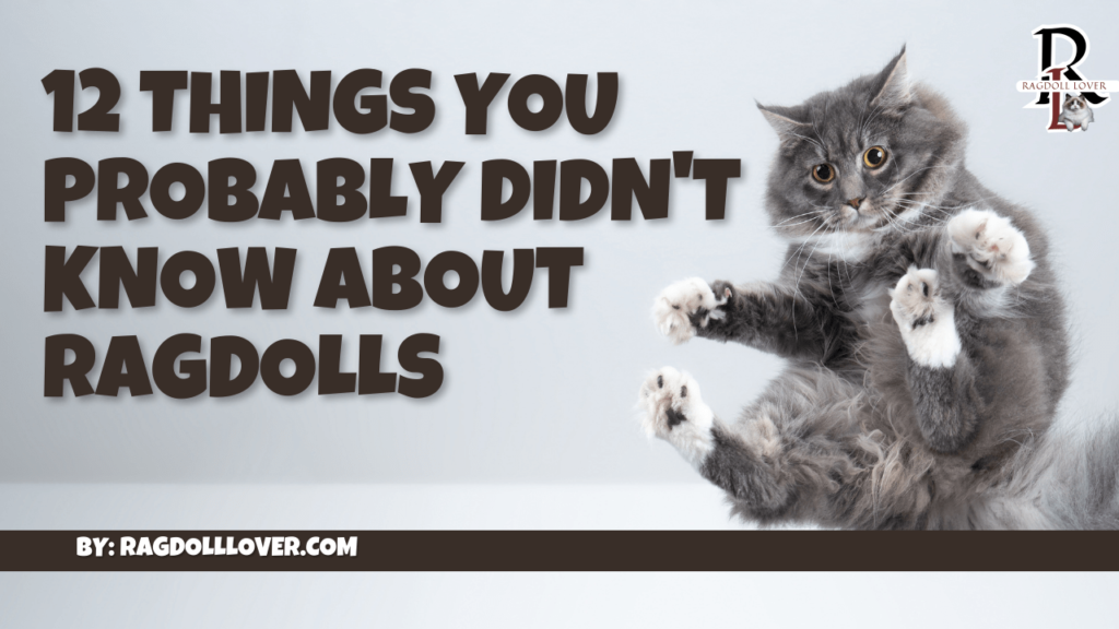 12 Things You Probably Didn't Know About Ragdolls