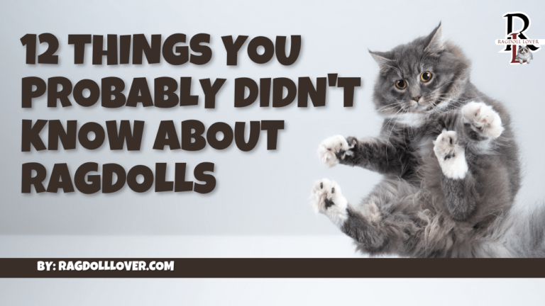 12 Things You Probably Didn't Know About Ragdolls