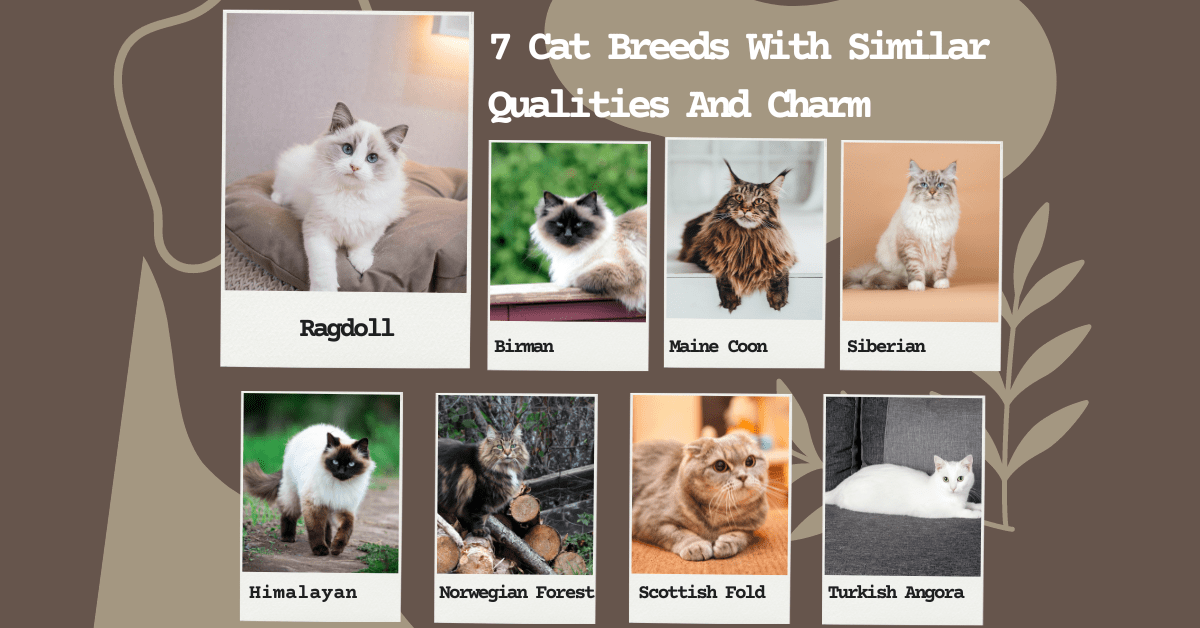 7 Cat Breeds With Similar Qualities And Charm