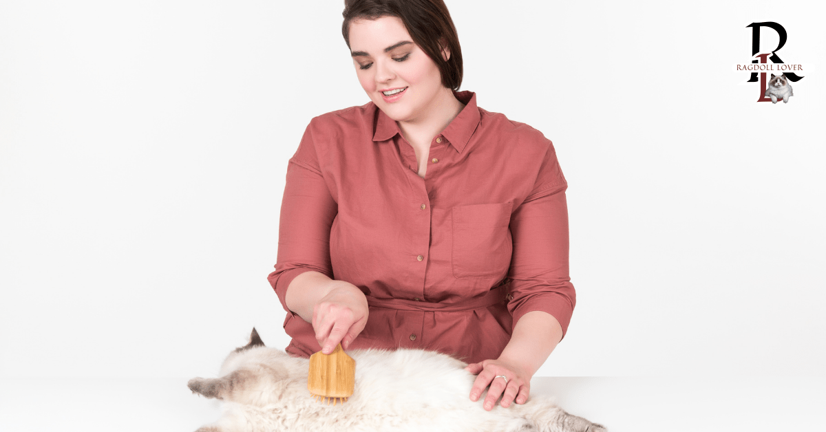 A woman is brushing a Ragdoll cat