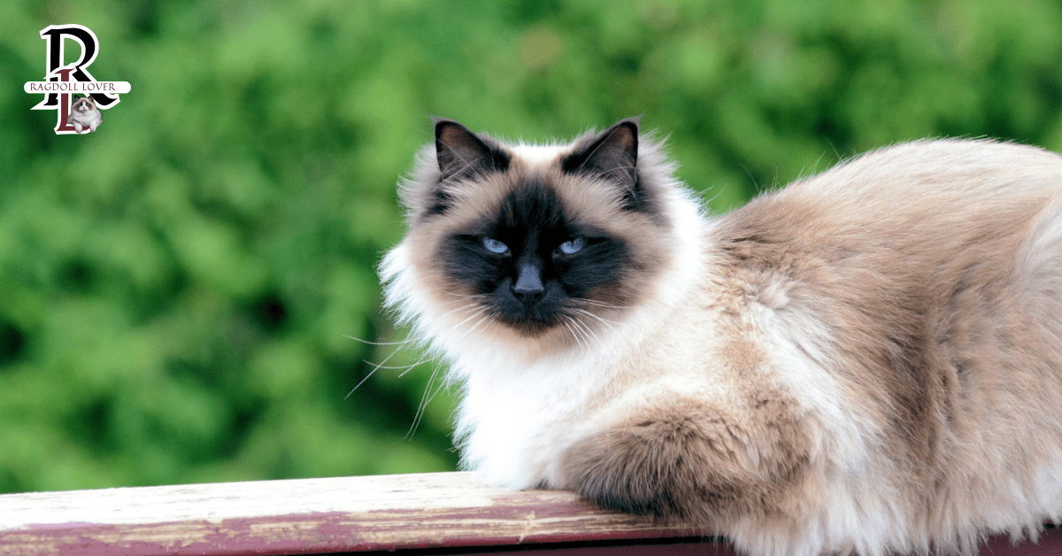 Birman Cat Image