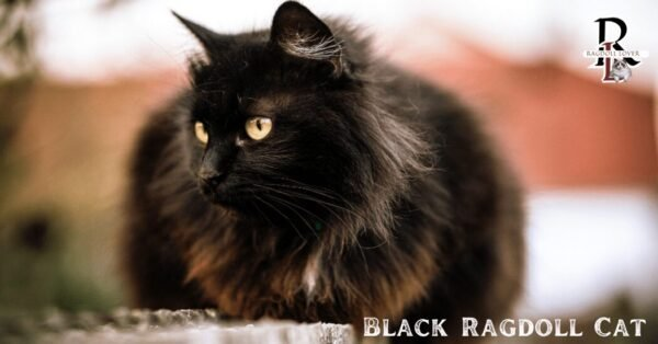 Black Ragdoll Cats