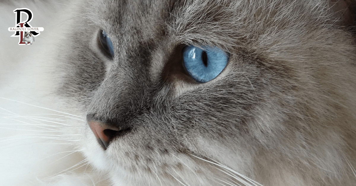 Blue Point Ragdoll Cats