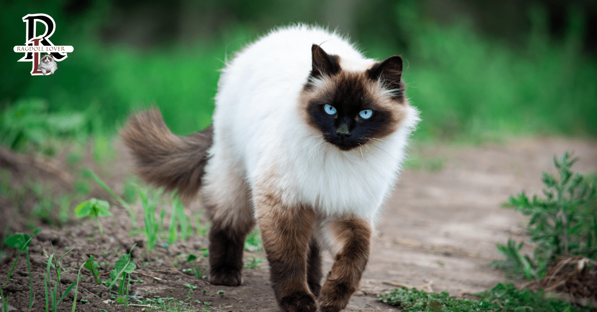 Himalayan Cat