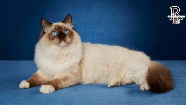 how long do ragdoll cats live