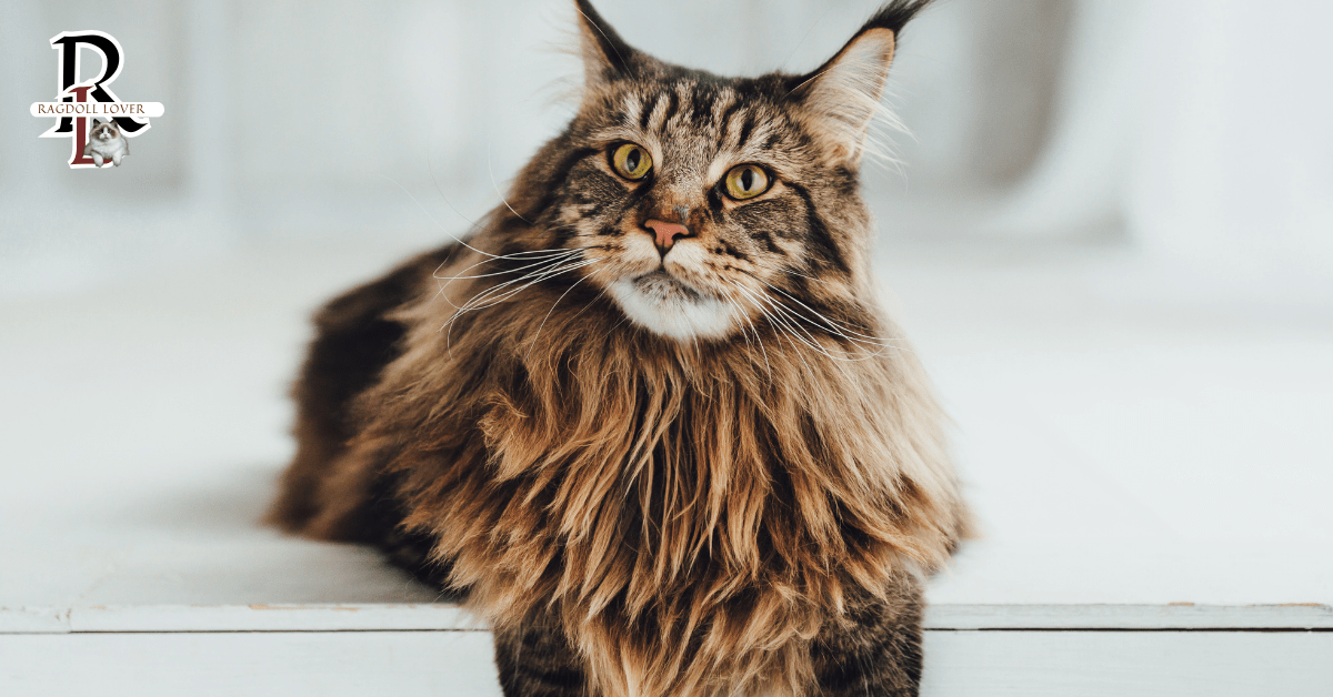 Maine Coon sitting on floor