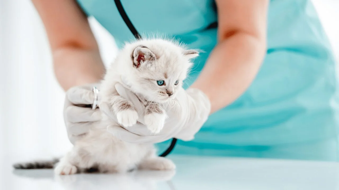 Monitor the health of your Ragdoll kitten closely