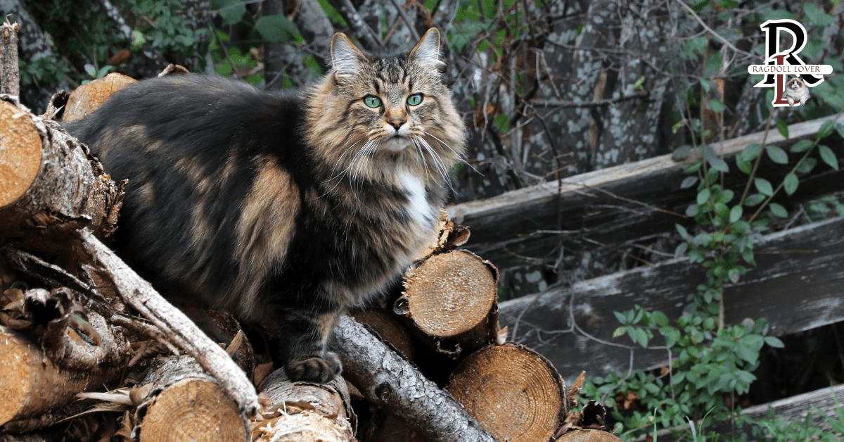 Norwegian Forest Cat