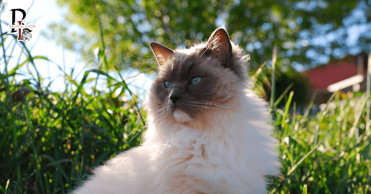 Ragdoll Cat