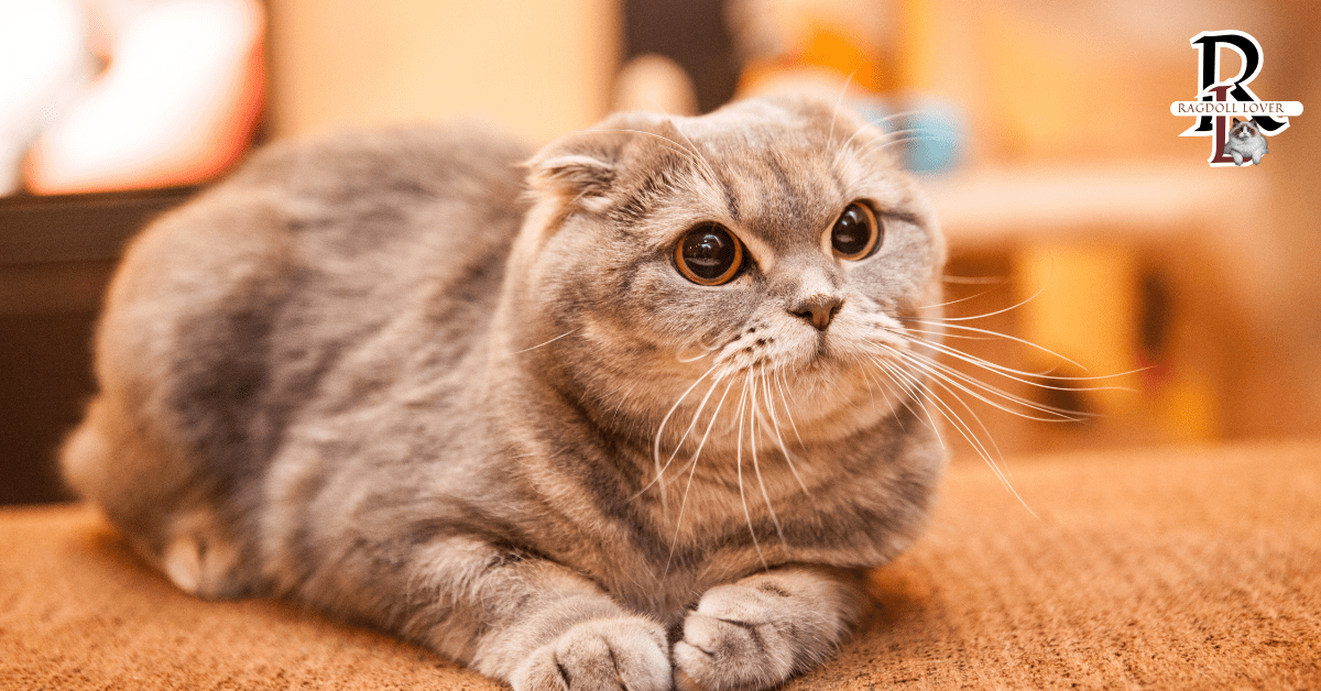 Scottish Fold