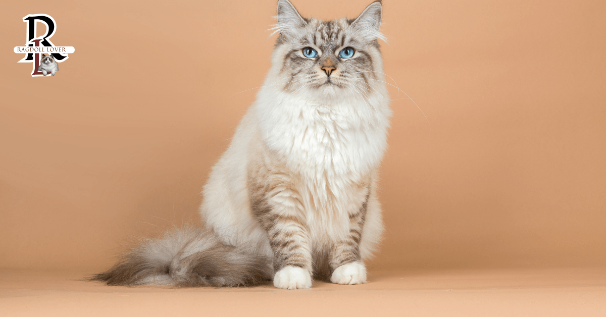 Siberian Cat