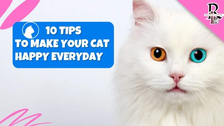 Top 10 Tips to Care for Your Ragdoll Kitten