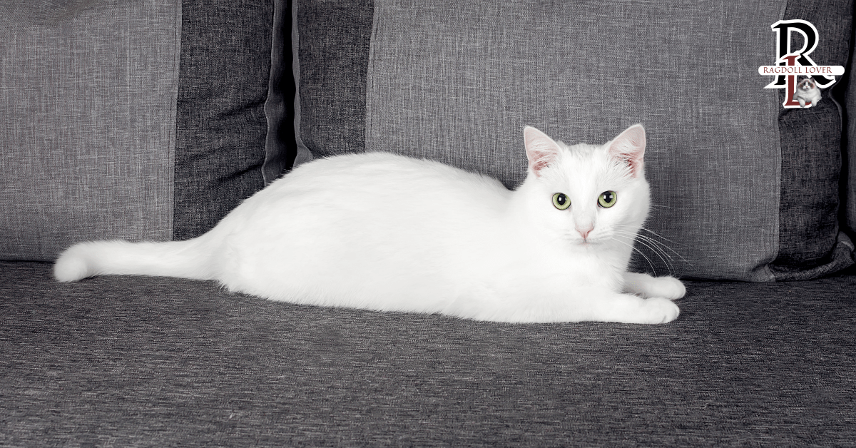 Turkish Angora