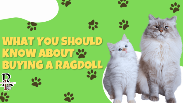 What You Should Know About Buying a Ragdoll