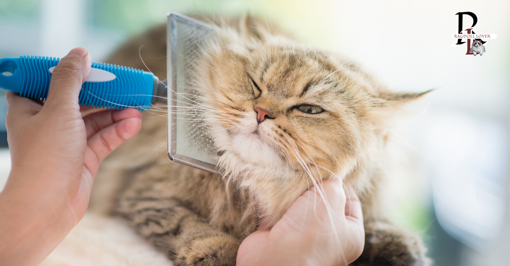 Ragdoll Cat Brushing