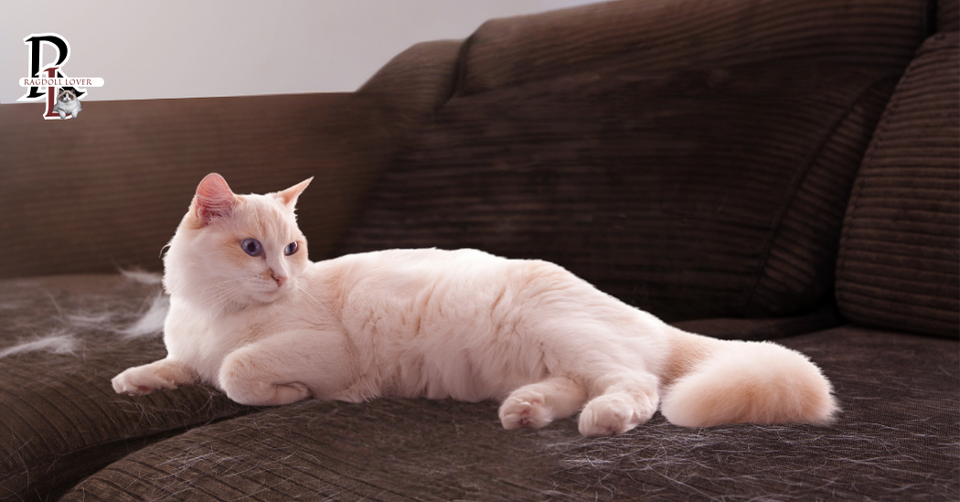 Ragdoll Natural Shedding Process